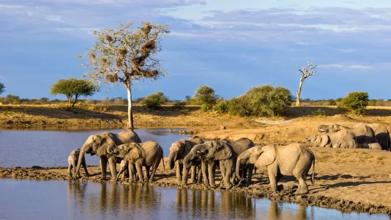Madikwe Game Reserve