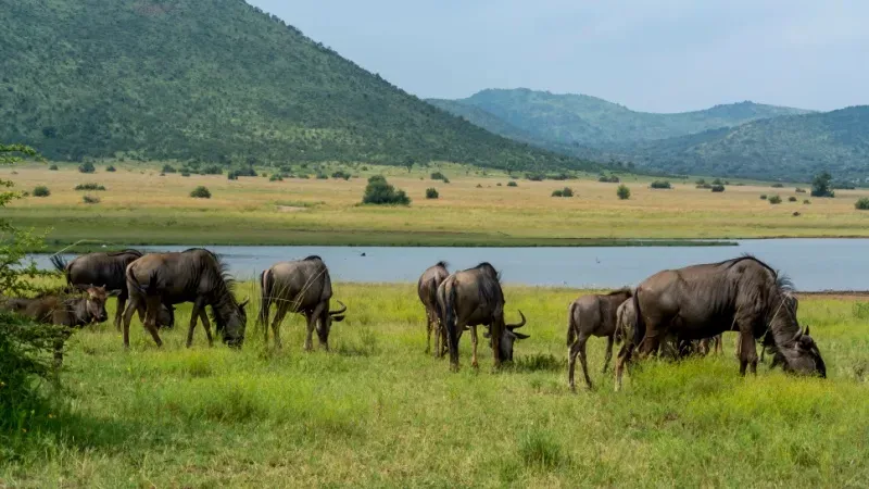 Pilanesberg National Park