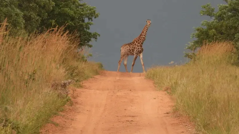 Sabi Sands Game Reserve