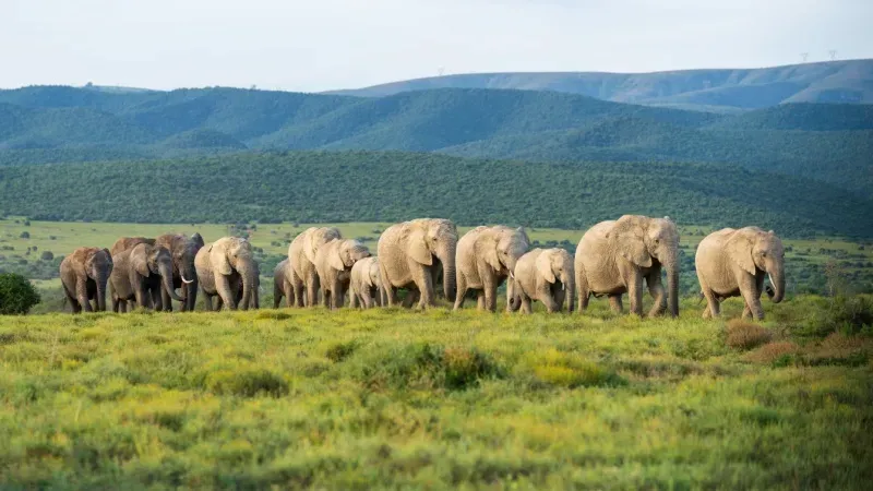 Addo Elephant Park