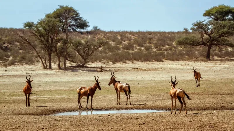 Kgalagadi Transfrontier Park