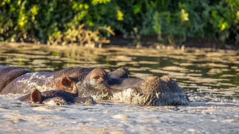 Shamwari Private Game Reserve