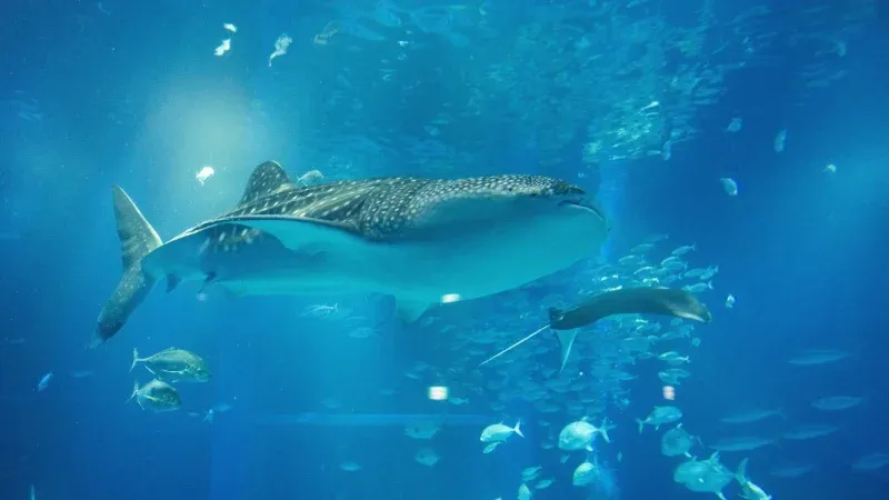 Explore the Osaka Aquarium Kaiyukan