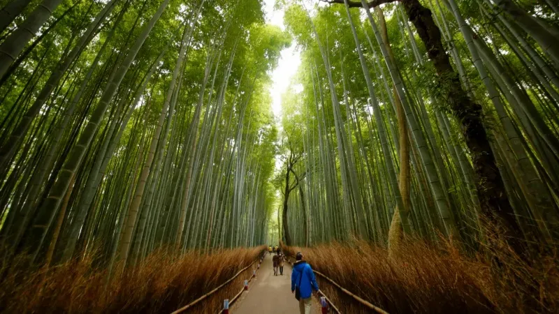 Arashiyama Bamboo Grove