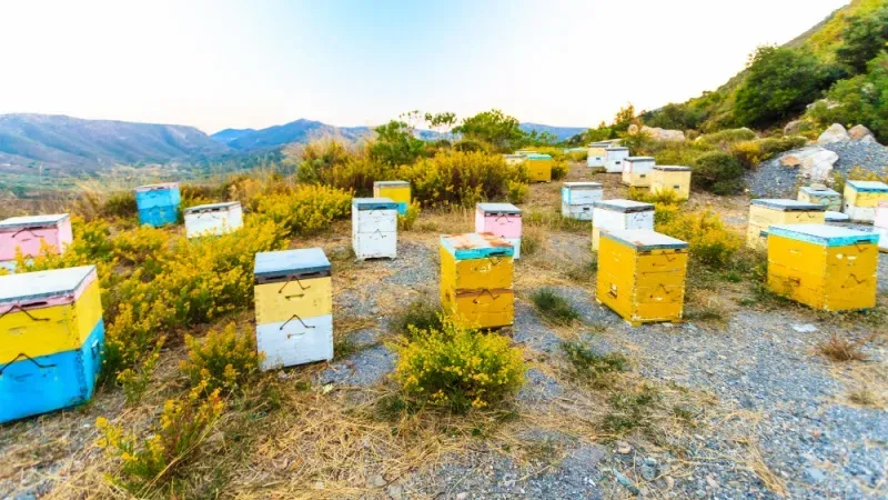 Honey Bee Discovery Centre