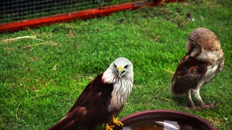 Hatta Falconry Centre
