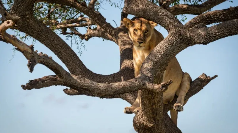 Lake Manyara National Park