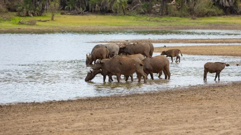 Nyerere National Park
