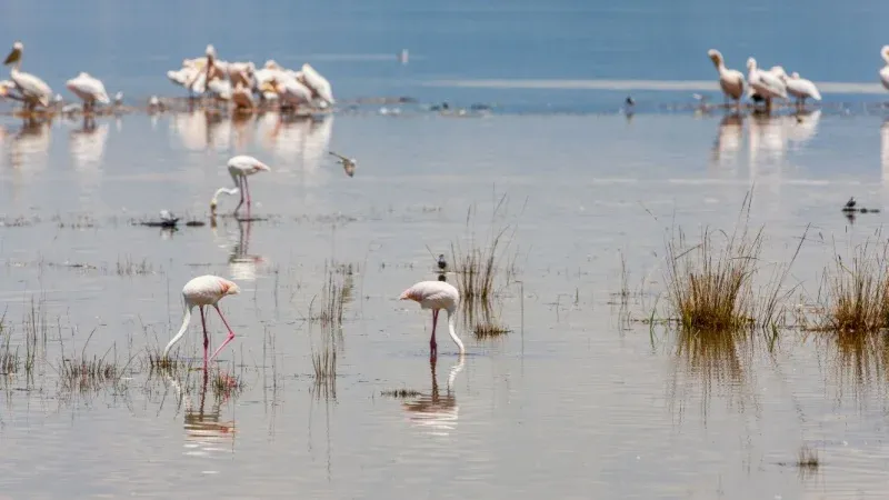 Lake Manyara National Park