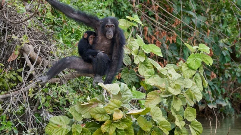 Mahale Mountains National Park