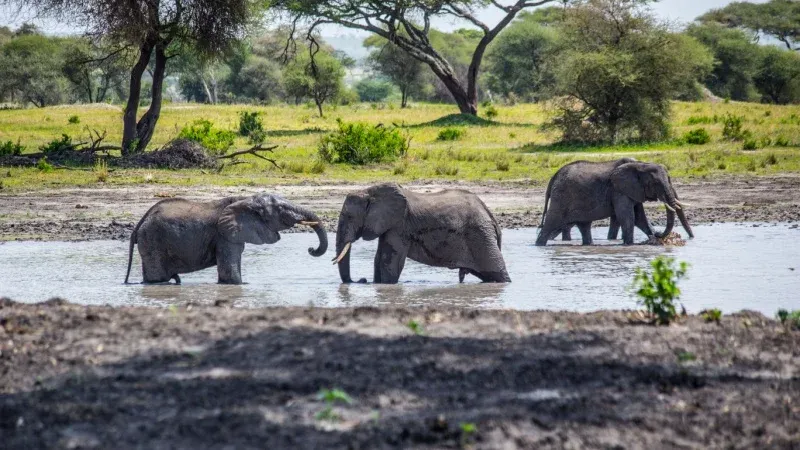 Tarangire National Park