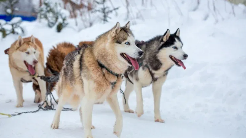 Go for a Husky Sled Ride