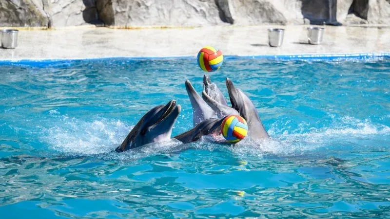 Dolphin Diver Center