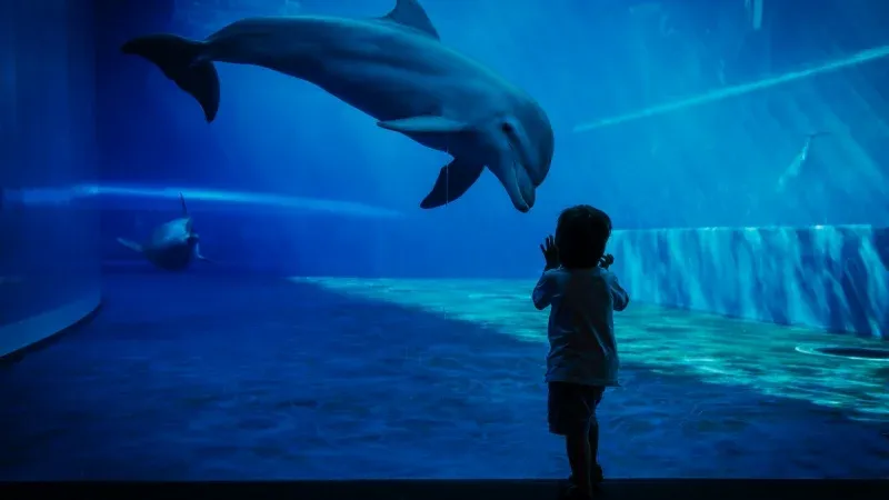 Fakieh Aquarium & Dolphin Show