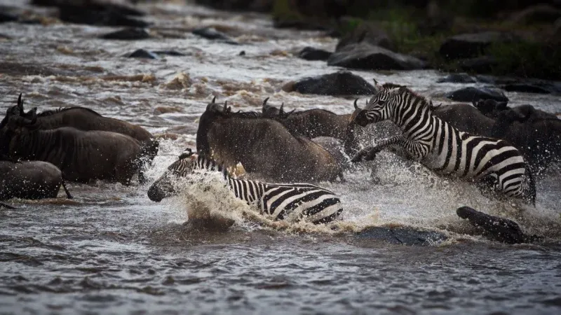 Witness the Great Migration in the Maasai Mara