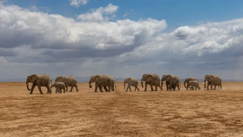 See Elephants Against the Backdrop of Kilimanjaro in Amboseli