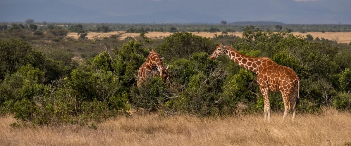 Top Things to Do in Kenya for Wildlife and Adventure Lovers