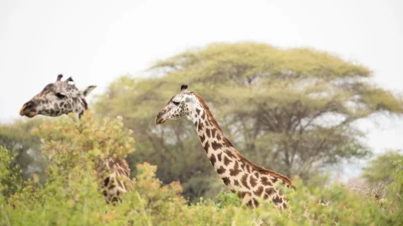 Explore the Vibrant Energy of Nairobi