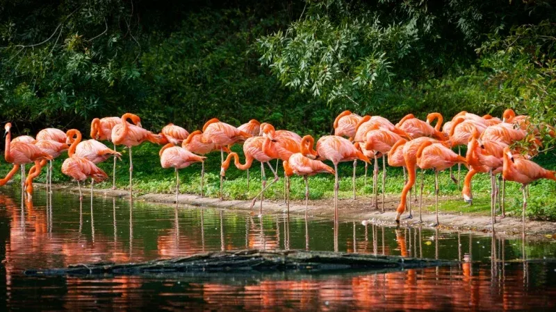 See the Pink Sea of Flamingos at Lake Nakuru