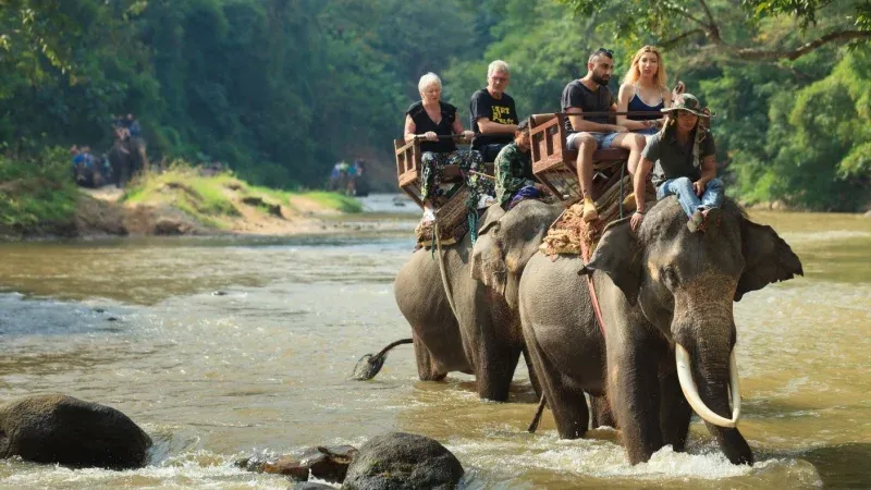 Interact Ethically with Elephants at Elephant Jungle Sanctuary