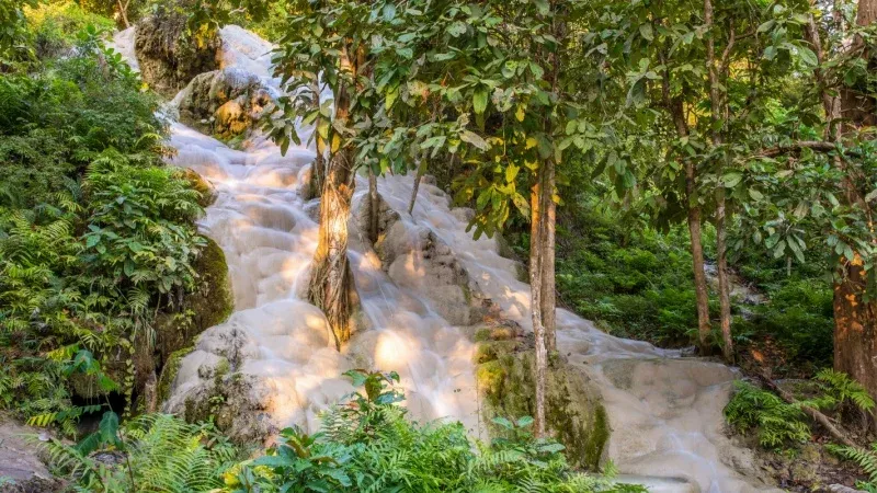 Climb the Bua Tong Sticky Waterfalls
