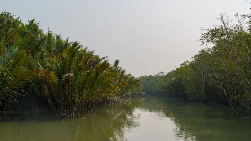 Go Bird Watching at the Mangroves