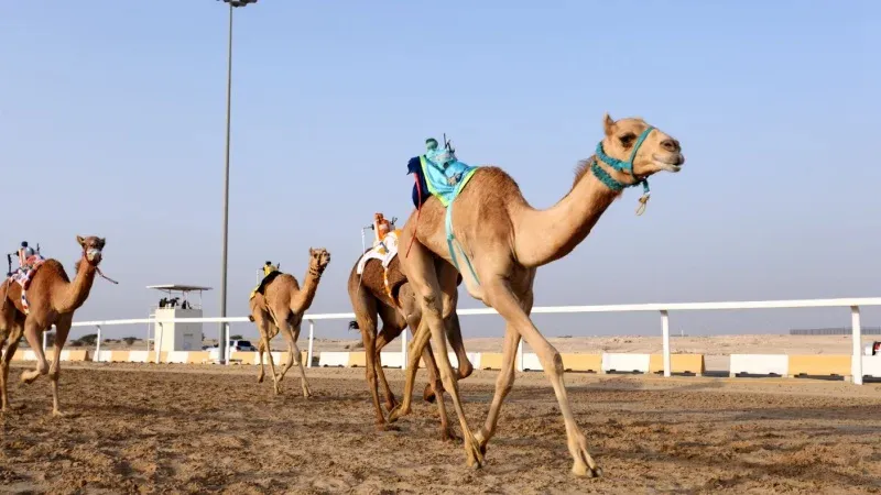 Mydan Camel Racing Track