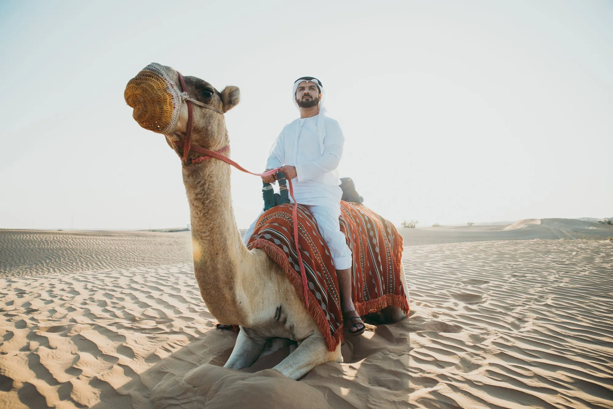 Camel Ride in doha