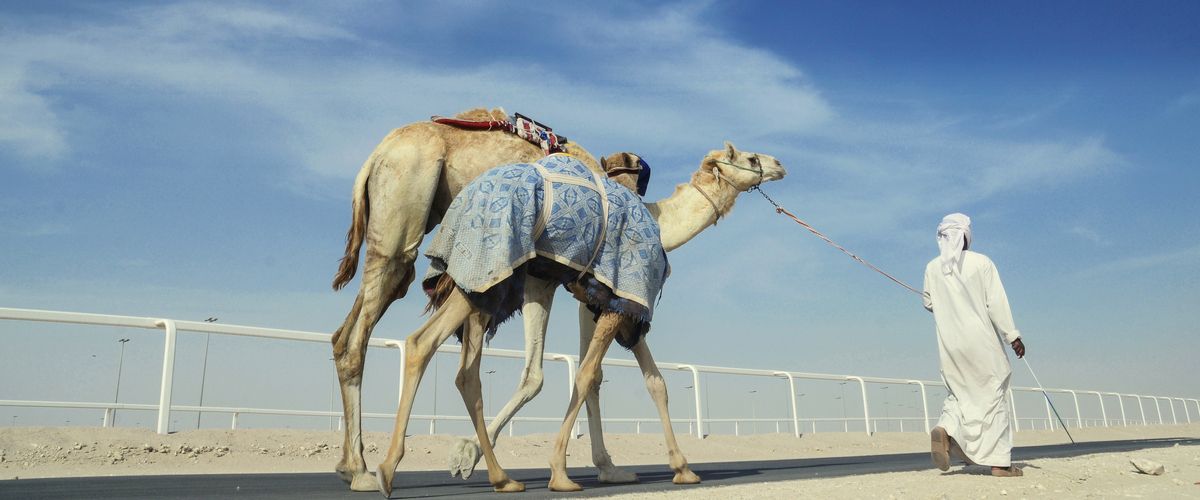 Al Shahaniya Camel Racetrack, Qatar: A Great Place To Get An Insight Into Camel’s Life