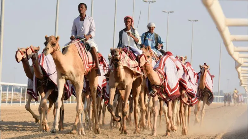 Al Shahaniya Camel Racetrack