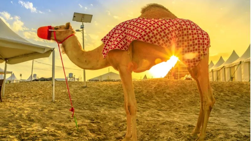 Camel Riding In Qatar