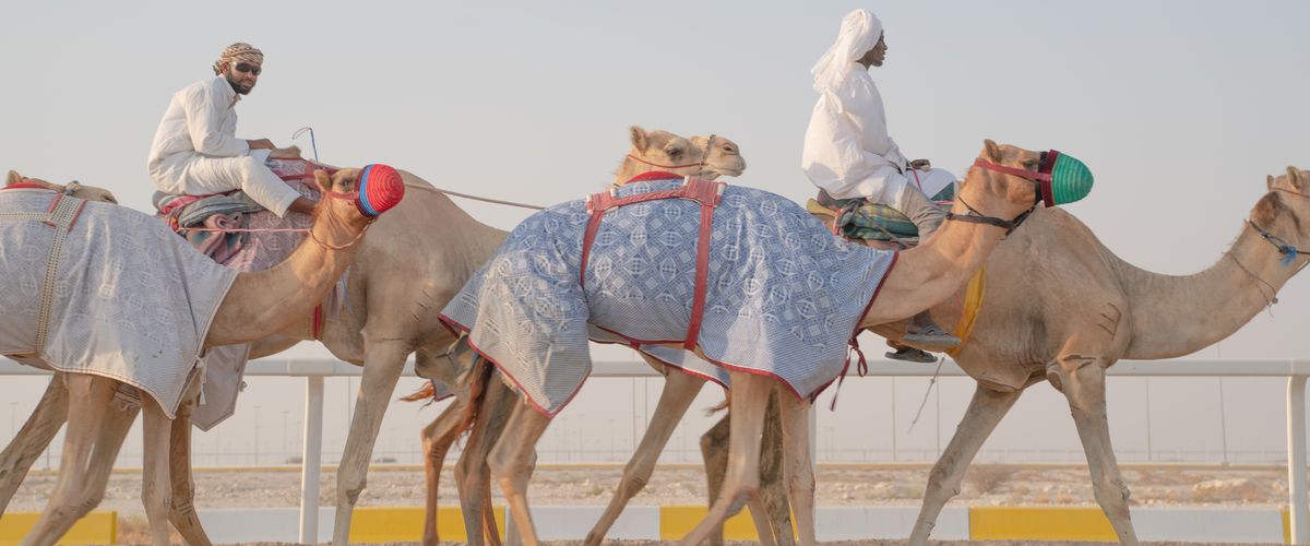 desert safari camel ride qatar