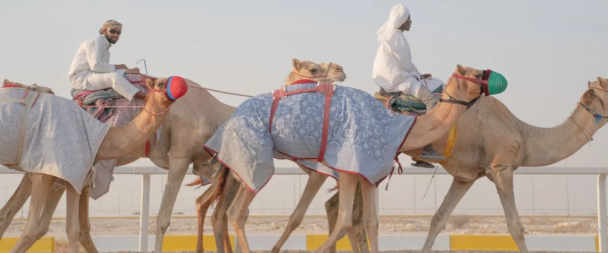 Camel Riding, Qatar: A Traditional Way To Explore The Arabian Deserts