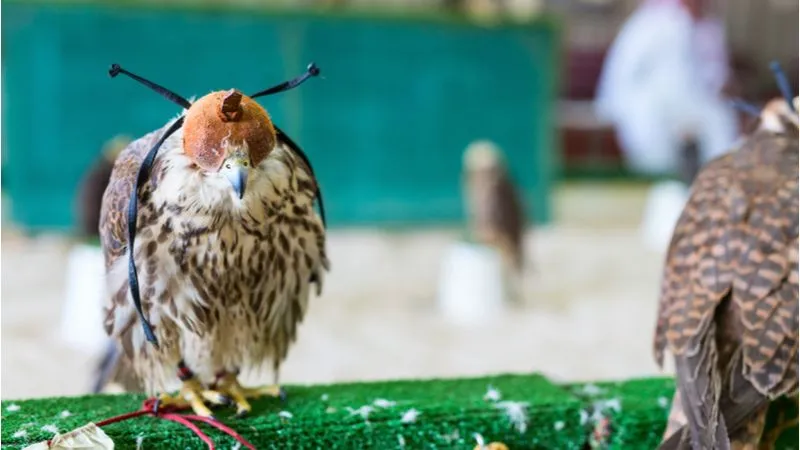 Falcon Souq Qatar