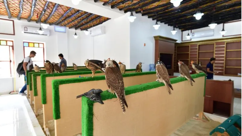 Falcon Souq In Doha Qatar Exhibits