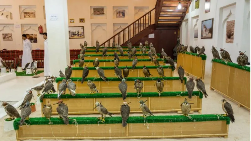 Falconry in Doha
