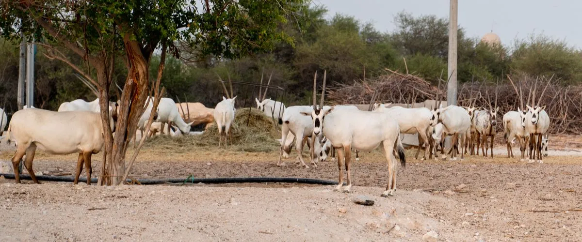 Oryx Farm Shahaniya Qatar: A Sanctuary Preserving The Native Wild of Qatar
