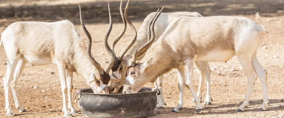 Public Parks In Shahaniya, Qatar: Our Take On The Top Ones In The City