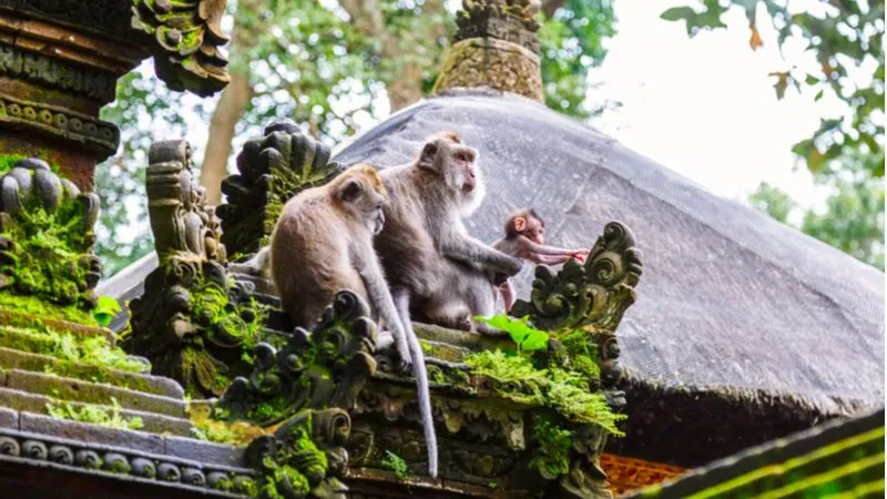 Monkey Forest- Discover The Wildlife Of Indonesia