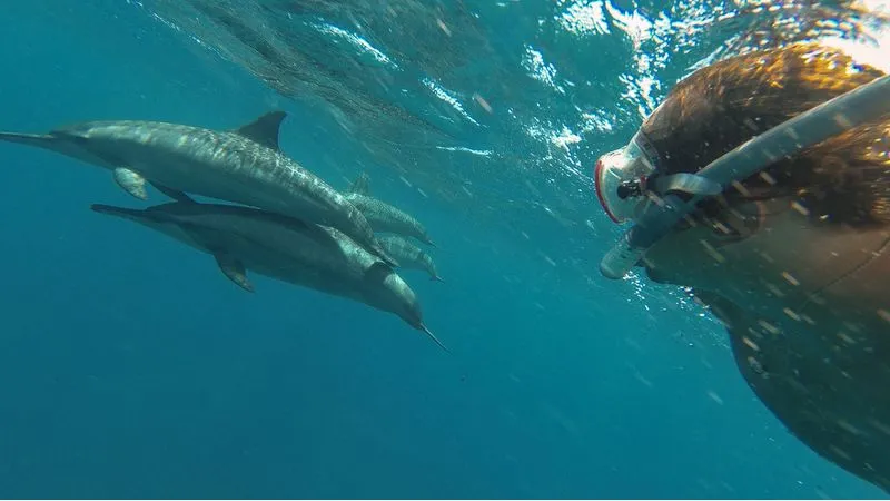 السباحة مع الدلافين في مرسى علم
