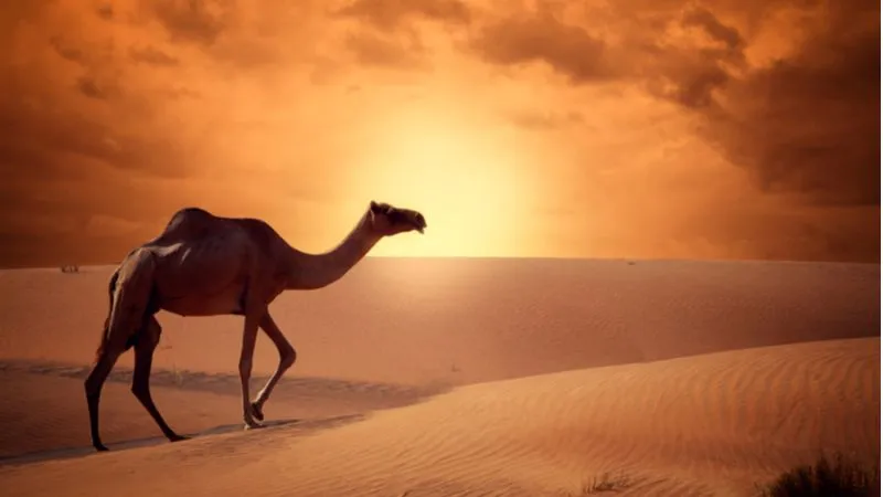 Evening Safari Al Ain