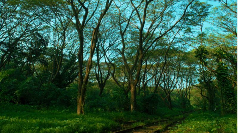 Mangalavanam Bird Sanctuary