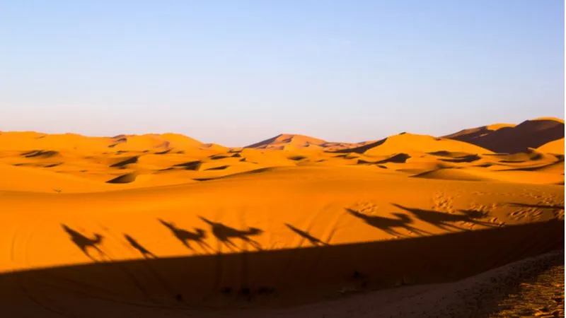 Morning Abu Dhabi Desert Safari