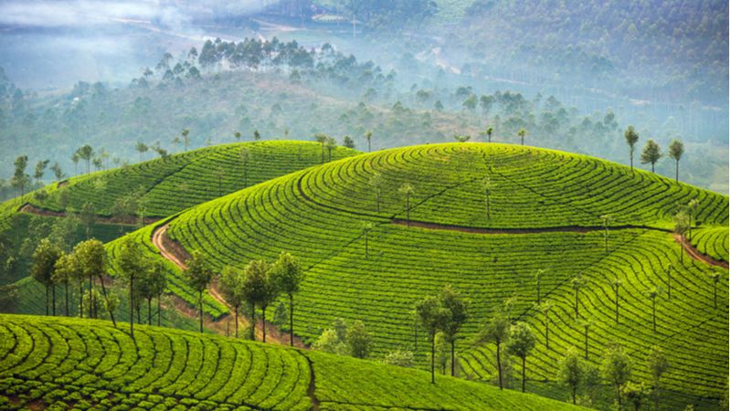 Munnar - Known For Its Lush Green Tea Estates