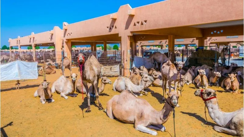 Sink into the culture of the Camel Market