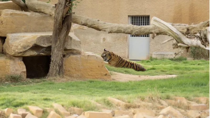 Spend A Fun Day At Riyadh's Royal Zoo