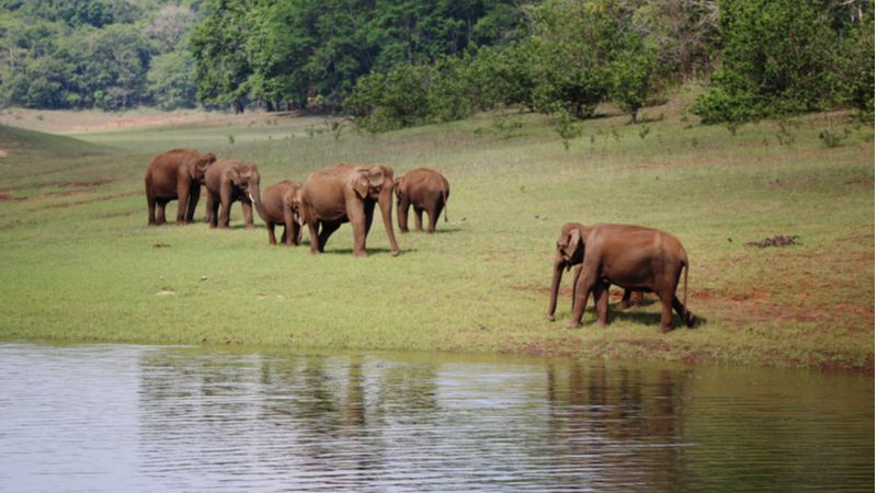 Thekkady - Known For Exotic Species Of Fauna
