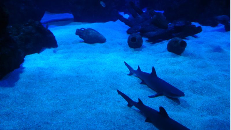 Visit The Aquarium, No Not The One You Have At Home