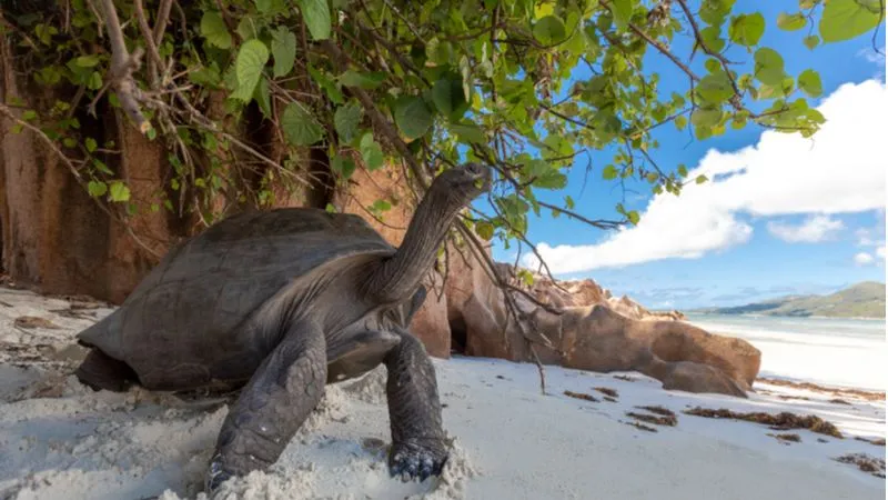 Aldabra - The World's Second Largest Coral Atoll