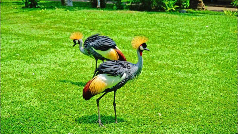 Embrace The Glory Of Nature At Bali Bird Park & Reptile Park